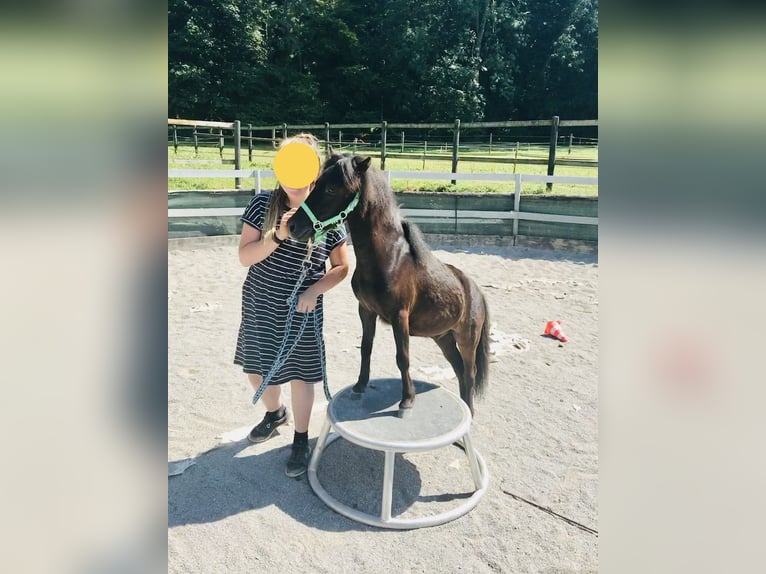 American Miniature Horse Gelding 11 years in Schwörstadt