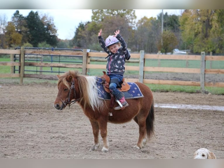 American Miniature Horse Gelding 12 years 10 hh Chestnut in Howell, MI