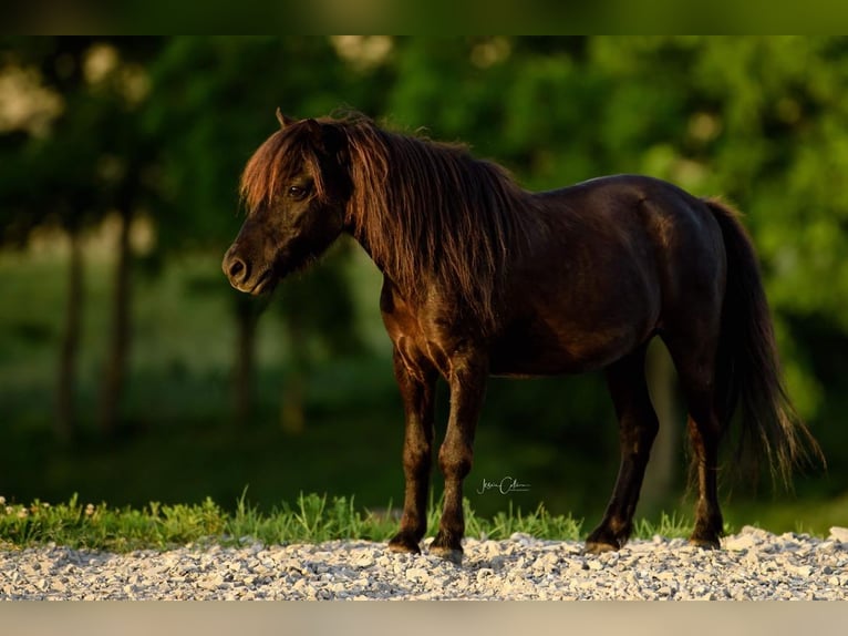 American Miniature Horse Gelding 12 years 9,1 hh Black in Cynthiana, KY