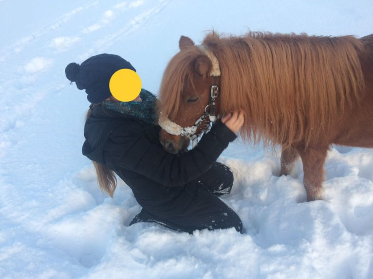 American Miniature Horse Gelding 12 years in Schwörstadt