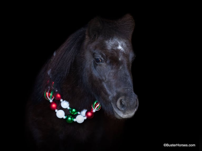 American Miniature Horse Gelding 13 years 8,2 hh Black in Weatherford TX