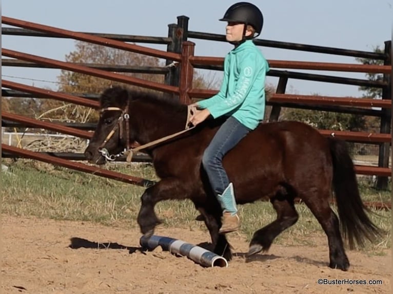 American Miniature Horse Gelding 13 years 8,2 hh Black in Weatherford TX