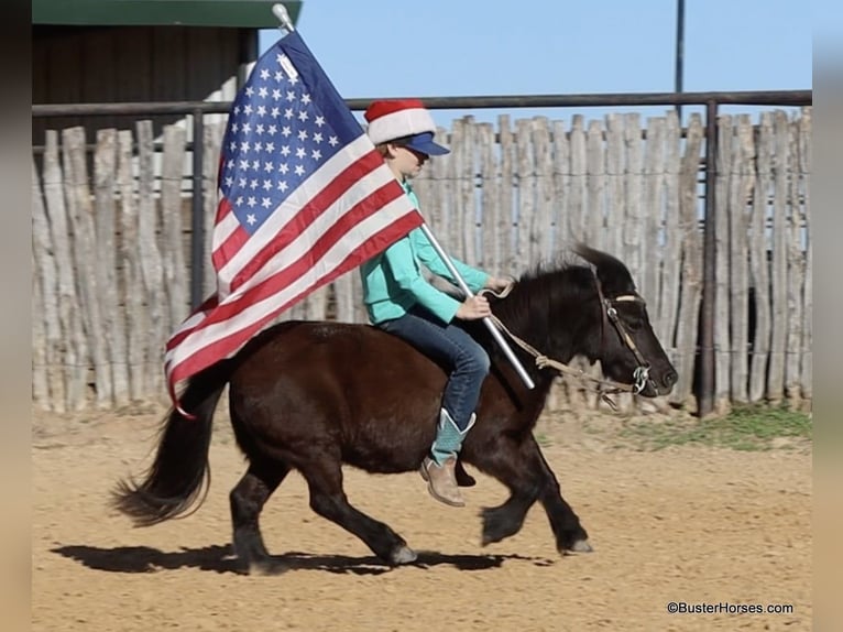 American Miniature Horse Gelding 13 years 8,2 hh Black in Weatherford TX