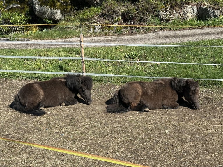 American Miniature Horse Gelding 13 years 8 hh Smoky-Black in St. Thomas am Blasenstein