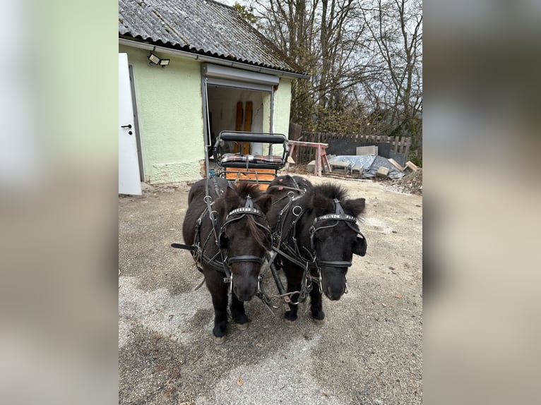 American Miniature Horse Gelding 13 years 8 hh Smoky-Black in St. Thomas am Blasenstein