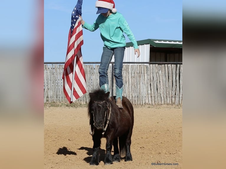 American Miniature Horse Gelding 14 years 8,2 hh Black in Weatherford TX
