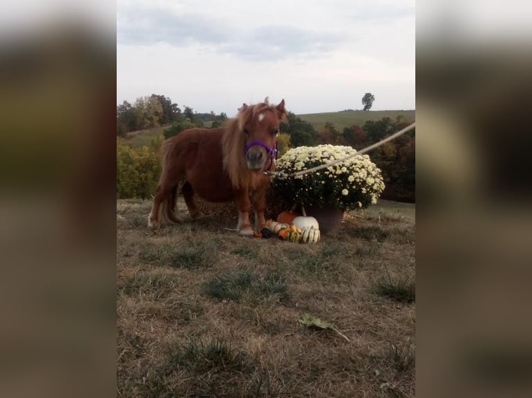 American Miniature Horse Gelding 1 year 6 hh Sorrel in Fresno ohio