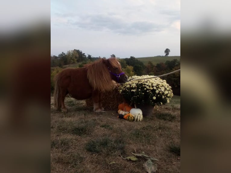 American Miniature Horse Gelding 1 year 6 hh Sorrel in Fresno ohio