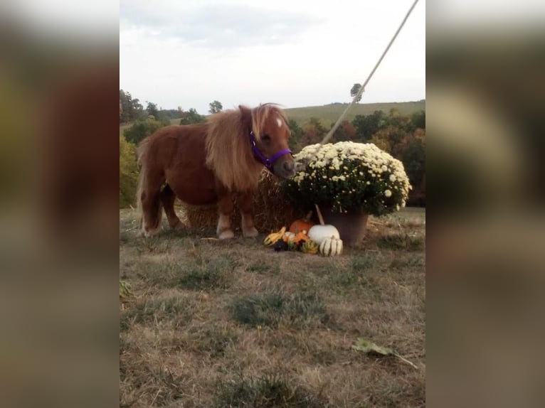 American Miniature Horse Gelding 1 year 6 hh Sorrel in Fresno ohio