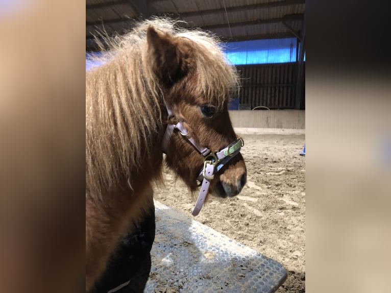 American Miniature Horse Gelding 2 years 6,3 hh Tobiano-all-colors in Damp