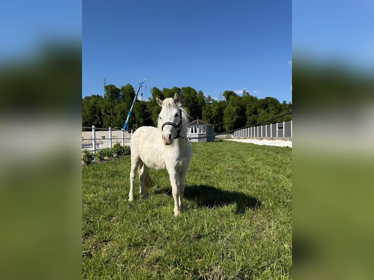 American Miniature Horse Gelding 2 years 8.1 hh White in Tainach