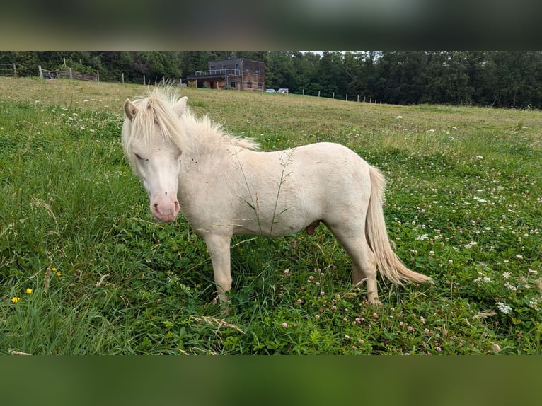 American Miniature Horse Gelding 2 years 8 hh Palomino in Auxerre