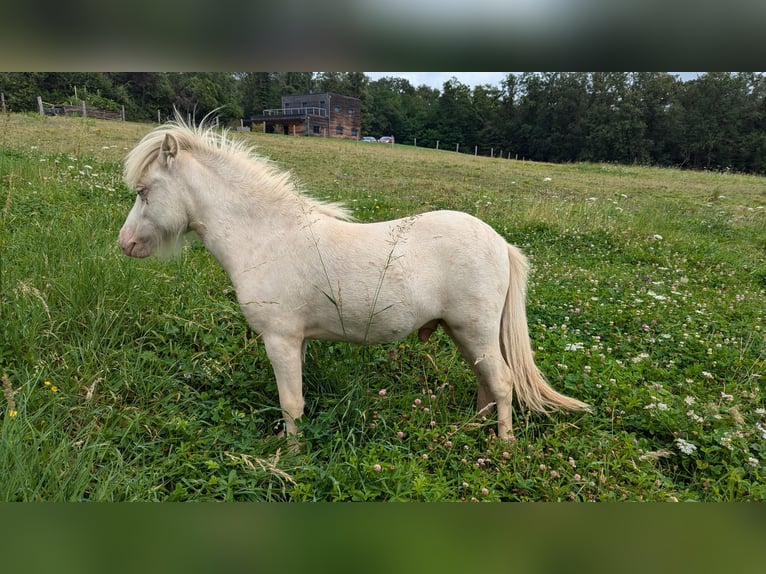 American Miniature Horse Gelding 2 years 8 hh Palomino in Auxerre