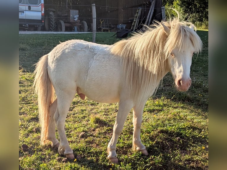 American Miniature Horse Gelding 2 years 8 hh Palomino in Auxerre
