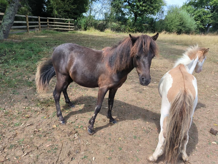 American Miniature Horse Gelding 2 years 8,3 hh Black in Chaveyriat