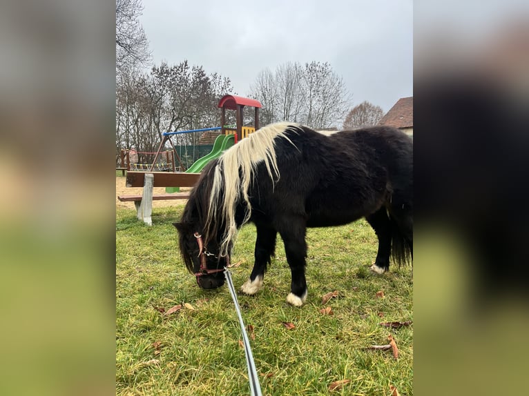 American Miniature Horse Gelding 3 years 9,2 hh Pinto in Praha