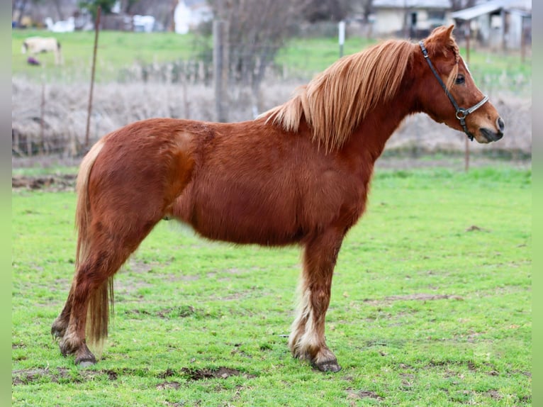 American Miniature Horse Gelding 4 years 5.3 hh Chestnut in Anderson