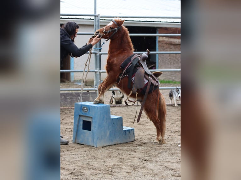 American Miniature Horse Gelding 4 years 5,3 hh Chestnut in Anderson
