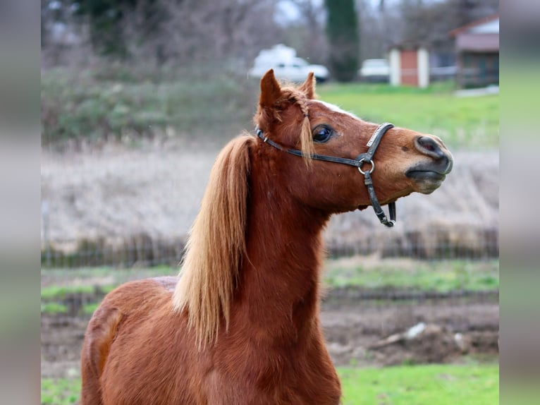 American Miniature Horse Gelding 4 years 5,3 hh Chestnut in Anderson