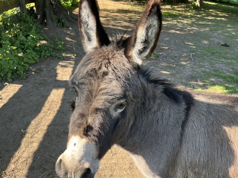 American Miniature Horse Gelding 4 years 8 hh Smoky-Black in Feldkirchen-Westerham