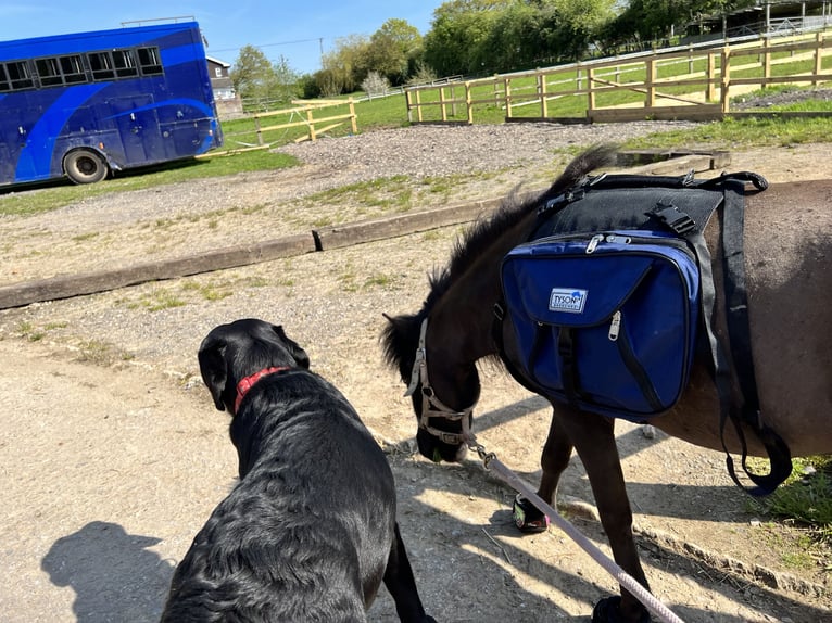 American Miniature Horse Gelding 5 years 8 hh Black in Cheltenham