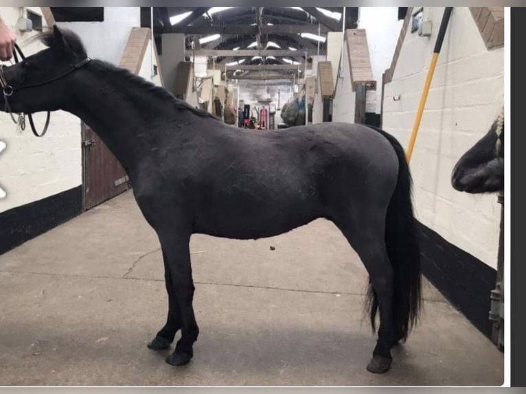 American Miniature Horse Gelding 5 years 8 hh Black in Cheltenham