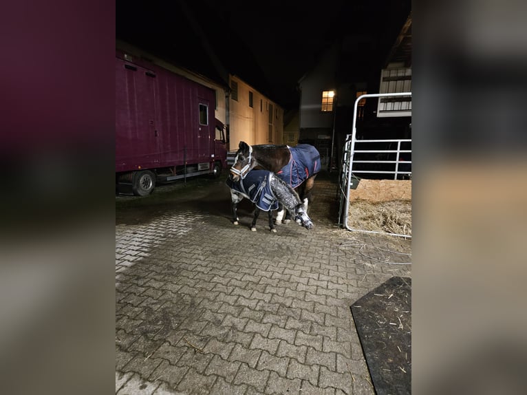 American Miniature Horse Gelding 6 years 10.1 hh Leopard-Piebald in Weissach