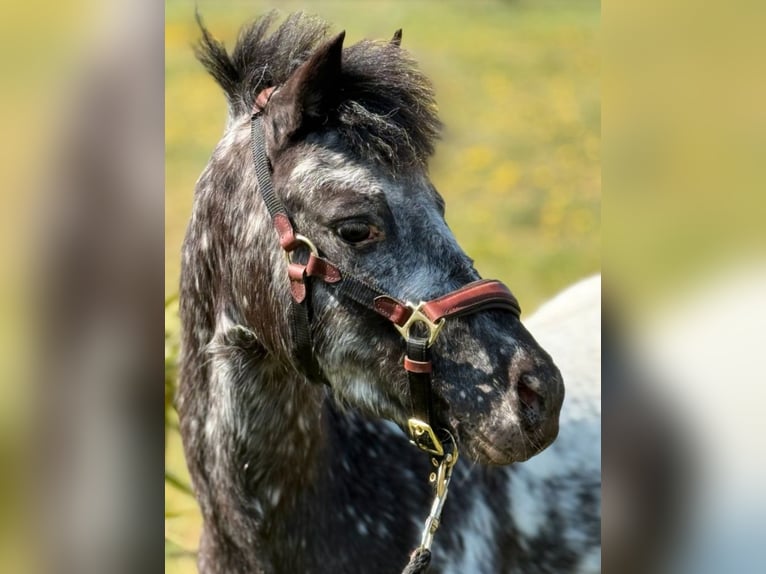 American Miniature Horse Gelding 6 years 10.1 hh Leopard-Piebald in Weissach