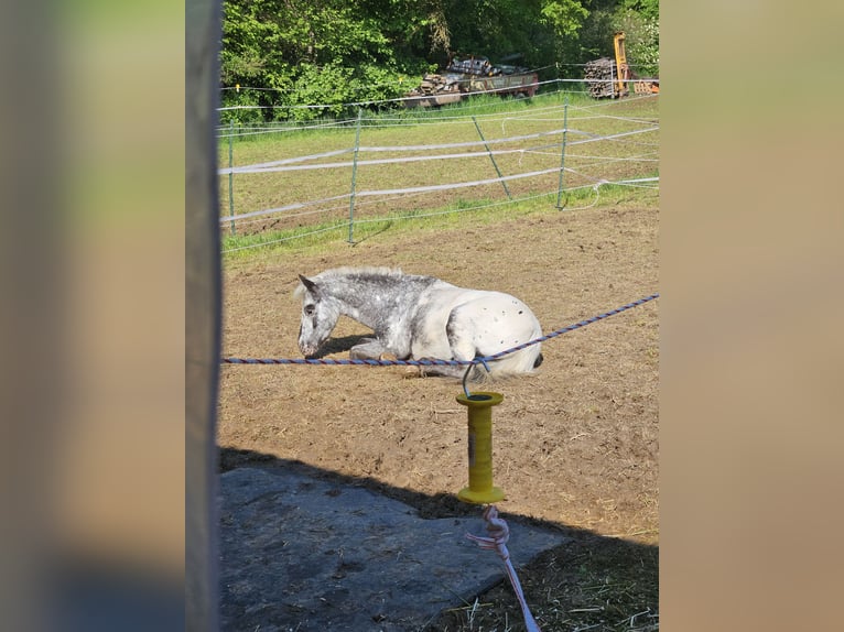 American Miniature Horse Gelding 6 years 10.1 hh Leopard-Piebald in Weissach