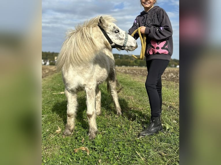 American Miniature Horse Gelding 6 years 9,2 hh Leopard-Piebald in Fr&#xF6;ndenberg