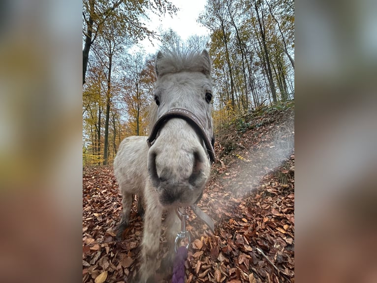 American Miniature Horse Gelding 6 years 9,2 hh Leopard-Piebald in Fr&#xF6;ndenberg