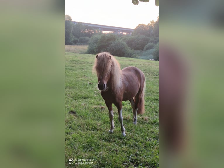 American Miniature Horse Gelding 7 years 9,1 hh in Borgstedt