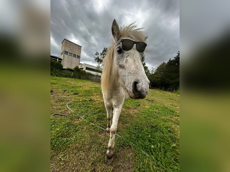American Miniature Horse Gelding 7 years 9,2 hh Leopard-Piebald in Fröndenberg
