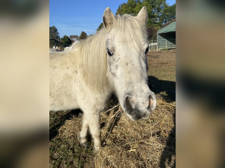 American Miniature Horse Gelding 7 years 9,2 hh Leopard-Piebald in Fröndenberg