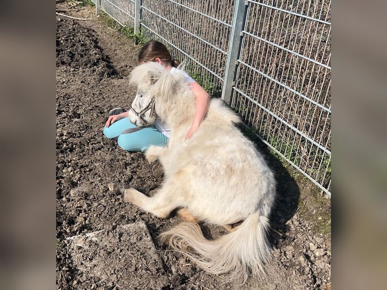 American Miniature Horse Gelding 7 years 9,2 hh Leopard-Piebald in Fröndenberg