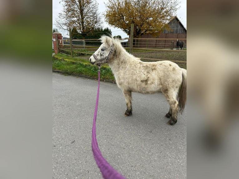 American Miniature Horse Gelding 7 years 9,2 hh Leopard-Piebald in Fröndenberg