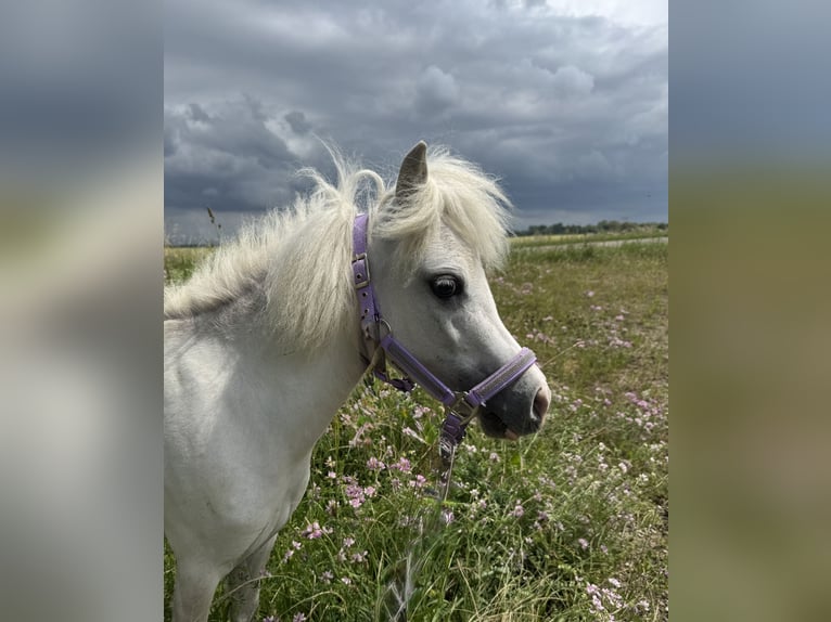 American Miniature Horse Gelding 7 years in Forchheim
