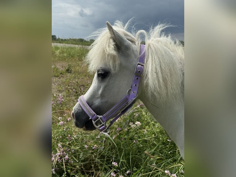 American Miniature Horse Gelding 7 years in Forchheim