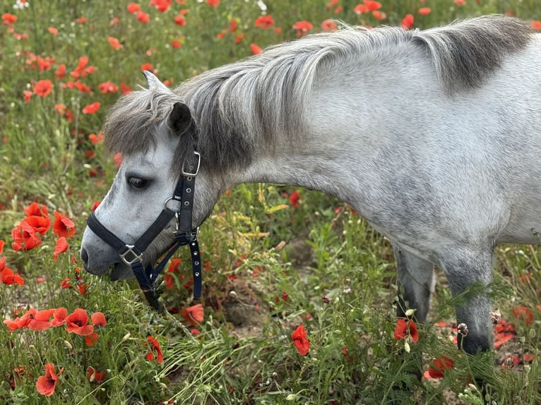 American Miniature Horse Gelding 7 years in Forchheim