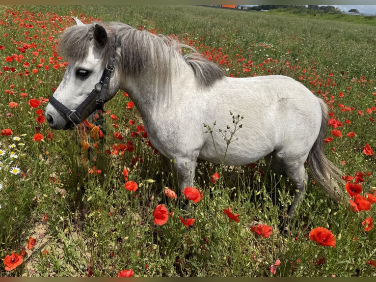 American Miniature Horse Gelding 7 years in Forchheim