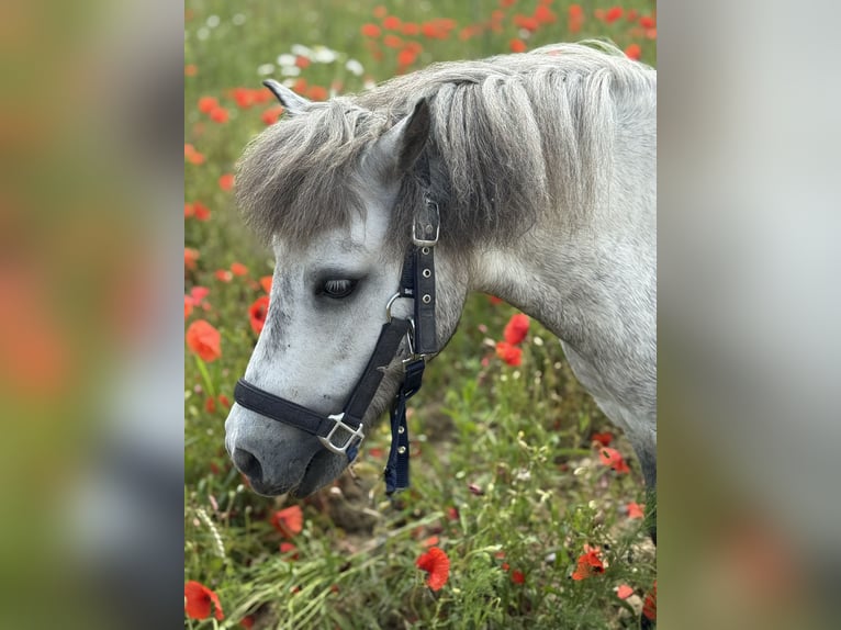 American Miniature Horse Gelding 7 years in Forchheim