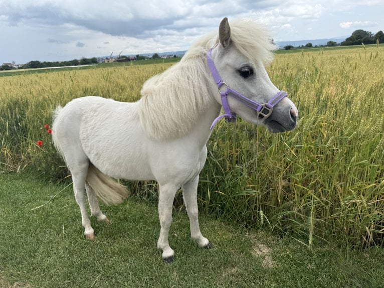 American Miniature Horse Gelding 7 years in Forchheim