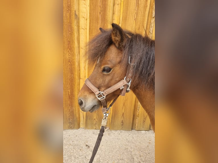 American Miniature Horse Gelding 8 years 8,2 hh Brown in Möckern