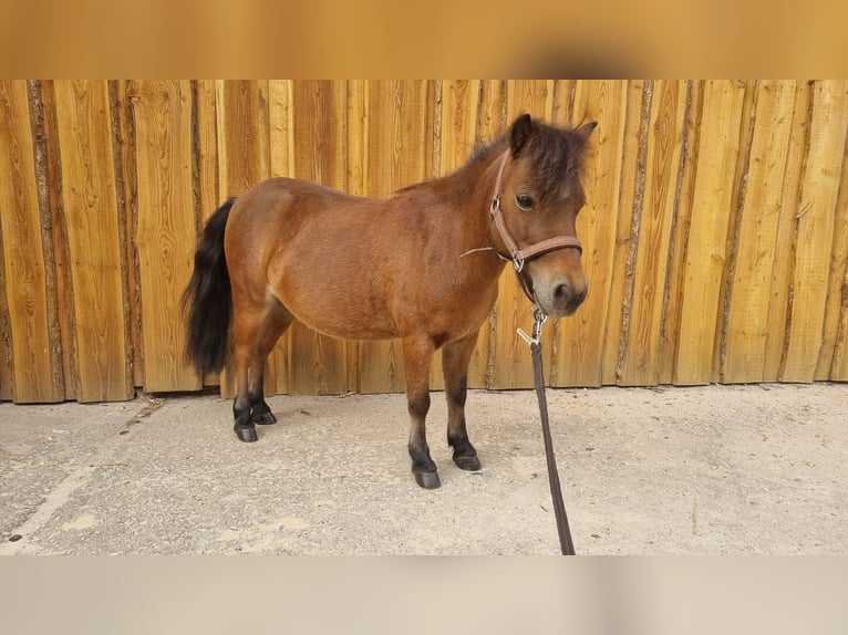 American Miniature Horse Gelding 8 years 8,2 hh Brown in Möckern