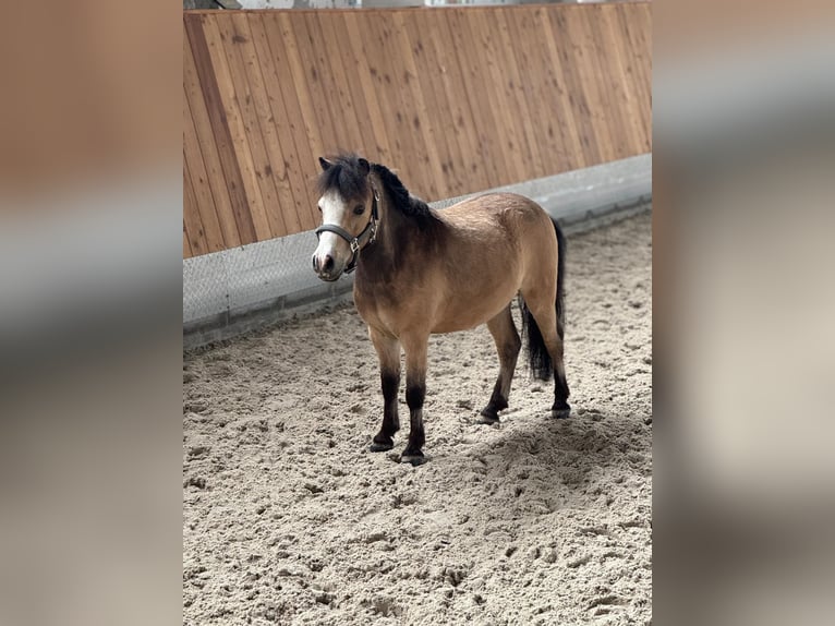 American Miniature Horse Gelding 8 years 9,1 hh Dun in Delitzsch