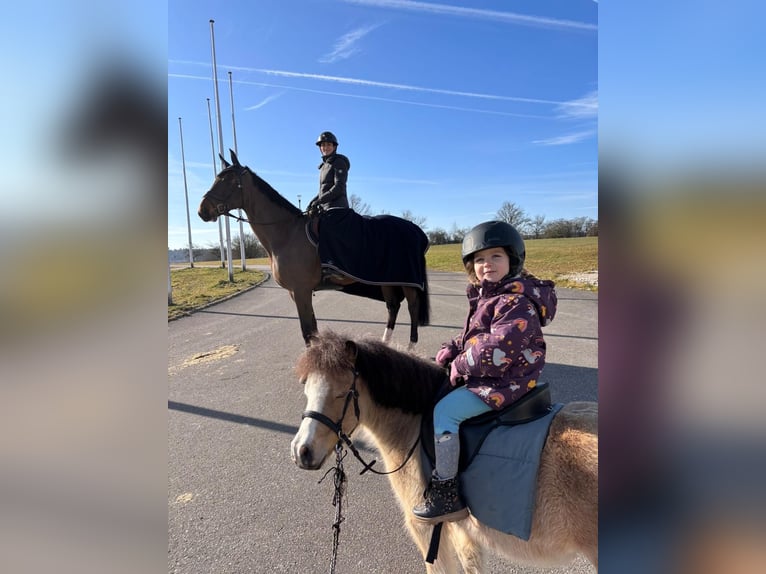 American Miniature Horse Gelding 8 years 9,1 hh Dun in Delitzsch