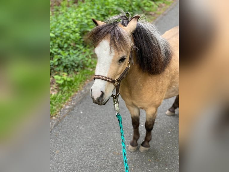 American Miniature Horse Gelding 8 years 9,1 hh Dun in Delitzsch
