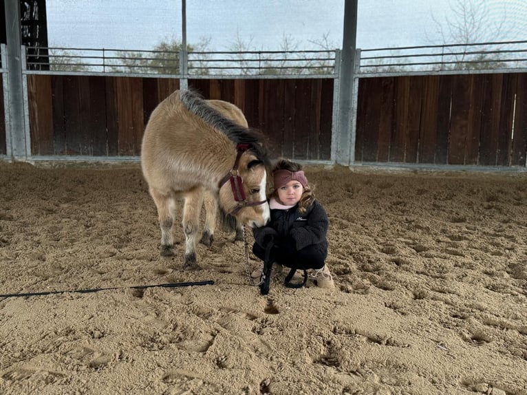 American Miniature Horse Gelding 8 years 9,1 hh Dun in Delitzsch
