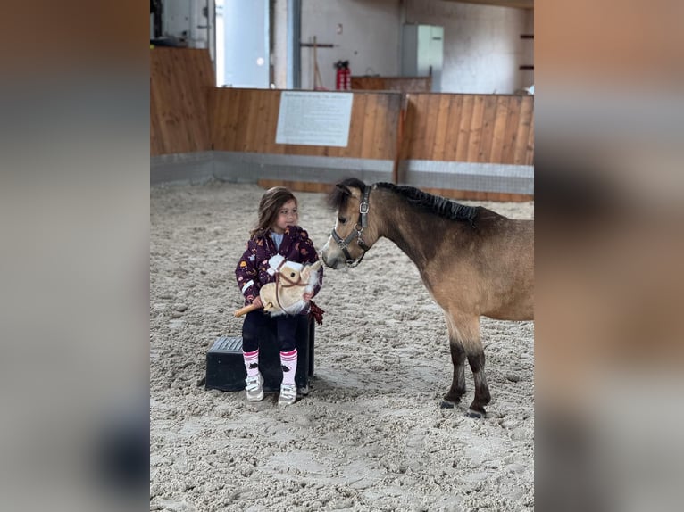 American Miniature Horse Gelding 8 years 9,1 hh Dun in Delitzsch