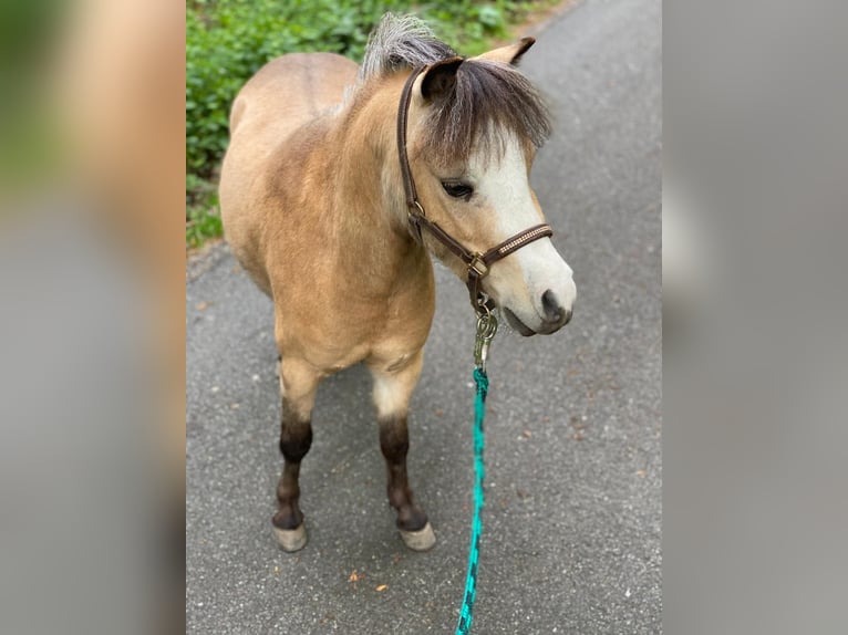 American Miniature Horse Gelding 8 years 9,1 hh Dun in Delitzsch